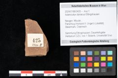 Foto (Objekt + Etikett) von Asterocalyx styriacus Ettingshausen (NHMW-GEO-2024-0188-0425)